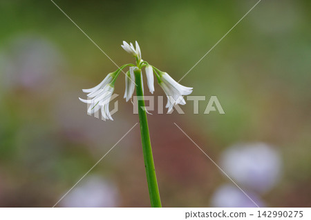 三津門蔥,春天會開出美麗的鐘形花朵。 三津門蔥,春天會開出美麗的鐘形花朵。 142990275