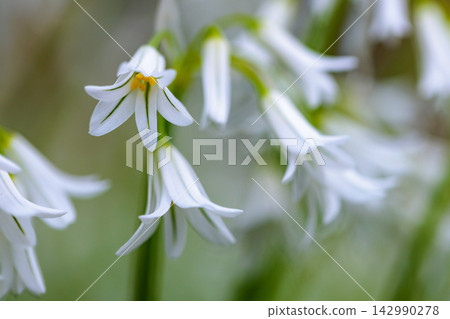 三津門蔥,春天會開出美麗的鐘形花朵。 三津門蔥,春天會開出美麗的鐘形花朵。 142990278