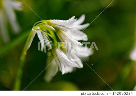 三津門蔥,春天會開出美麗的鐘形花朵。 三津門蔥,春天會開出美麗的鐘形花朵。 142990284
