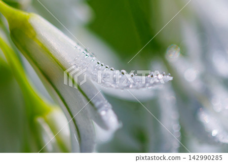 三津門蔥,春天會開出美麗的鐘形花朵。 三津門蔥,春天會開出美麗的鐘形花朵。 142990285