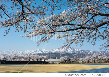 櫻花盛開,雪山環繞著球場。 櫻花盛開,雪山環繞著球場。 142990398