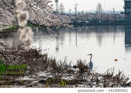 高田城公園櫻花盛開，一隻白鷺鷥悠然飛過。 142990402