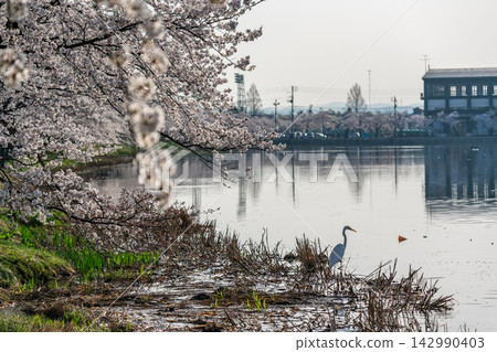 高田城公園櫻花盛開，一隻白鷺鷥悠然飛過。 142990403