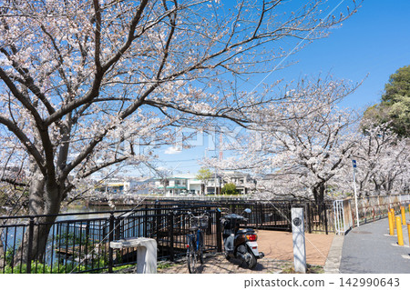 橫濱市鶴見區二池公園及其池塘的春日櫻花與藍天交相輝映的美景。 橫濱市鶴見區二池公園及其池塘的春日櫻花與藍天交相輝映的美景。 142990643