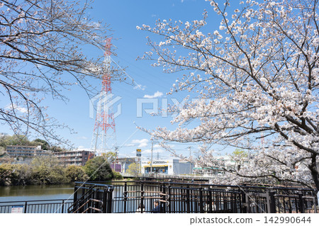 春天，櫻花、藍天和電塔點綴著橫濱市鶴見區二池公園的池塘。 142990644