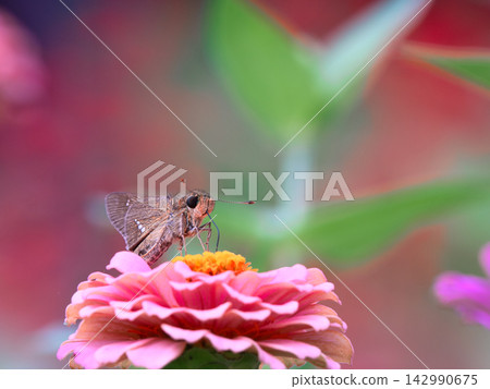 切薩里吮吸花蜜 切薩里吮吸花蜜 142990675