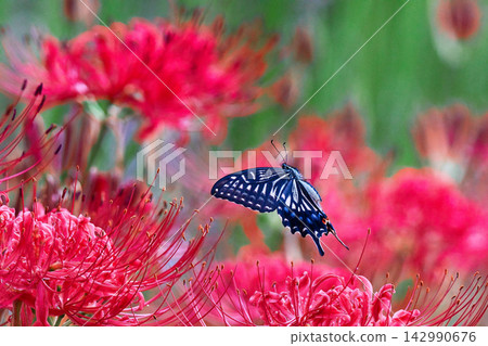 紅色花和swallowtail蝴蝶 紅色花和swallowtail蝴蝶 142990676
