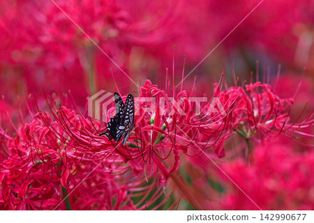 紅色群集孤挺花和swallowtail蝴蝶 紅色群集孤挺花和swallowtail蝴蝶 142990677