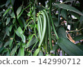 Green Vanilla Beans Seed Pods 142990712