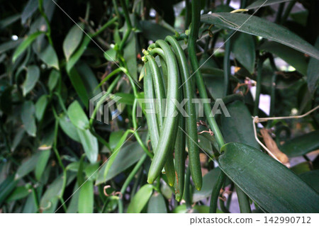 Green Vanilla Beans Seed Pods Green Vanilla Beans Seed Pods 142990712