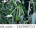 Green Vanilla Beans Seed Pods 142990713