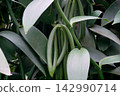 Green Vanilla Beans Seed Pods 142990714