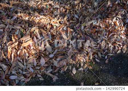 Fallen leaves and scattered camellia petals Fallen leaves and scattered camellia petals 142990724