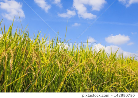 Golden rice stalks ripening under the blue autumn sky Golden rice stalks ripening under the blue autumn sky 142990780