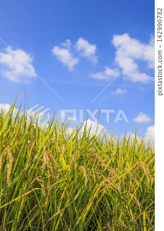 Golden rice stalks ripening under the blue autumn sky Golden rice stalks ripening under the blue autumn sky 142990782