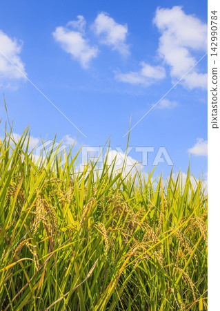 Golden rice stalks ripening under the blue autumn sky Golden rice stalks ripening under the blue autumn sky 142990784