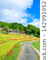 Terraced rice fields and spider lilies in Eriyama, Ogi City, Saga Prefecture 142991052