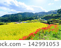 Terraced rice fields and spider lilies in Eriyama, Ogi City, Saga Prefecture 142991053