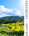 Terraced rice fields and spider lilies in Eriyama, Ogi City, Saga Prefecture 142991054
