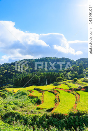 Terraced rice fields and spider lilies in Eriyama, Ogi City, Saga Prefecture Terraced rice fields and spider lilies in Eriyama, Ogi City, Saga Prefecture 142991054