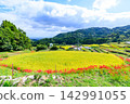 Terraced rice fields and spider lilies in Eriyama, Ogi City, Saga Prefecture 142991055