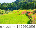Terraced rice fields and spider lilies in Eriyama, Ogi City, Saga Prefecture 142991056