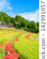 Terraced rice fields and spider lilies in Eriyama, Ogi City, Saga Prefecture 142991057