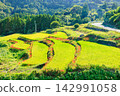 Terraced rice fields and spider lilies in Eriyama, Ogi City, Saga Prefecture 142991058