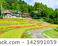 Terraced rice fields and spider lilies in Eriyama, Ogi City, Saga Prefecture 142991059