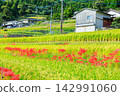 Terraced rice fields and spider lilies in Eriyama, Ogi City, Saga Prefecture 142991060