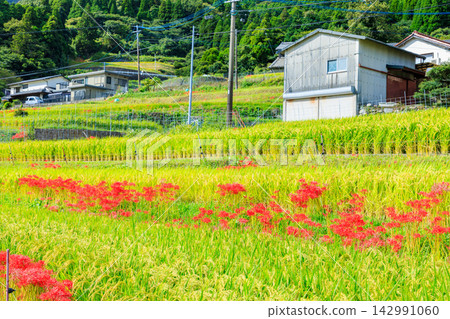 Terraced rice fields and spider lilies in Eriyama, Ogi City, Saga Prefecture Terraced rice fields and spider lilies in Eriyama, Ogi City, Saga Prefecture 142991060