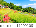 Terraced rice fields and spider lilies in Eriyama, Ogi City, Saga Prefecture 142991061