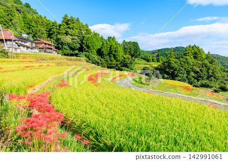 Terraced rice fields and spider lilies in Eriyama, Ogi City, Saga Prefecture Terraced rice fields and spider lilies in Eriyama, Ogi City, Saga Prefecture 142991061