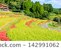 Terraced rice fields and spider lilies in Eriyama, Ogi City, Saga Prefecture 142991062
