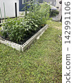 家庭菜園，指在自家院子一角種植蔬菜的地方。 142991106