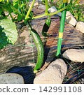 收穫前，家庭菜園裡的黃瓜正在生長：夏季蔬菜種植的景象。 142991108