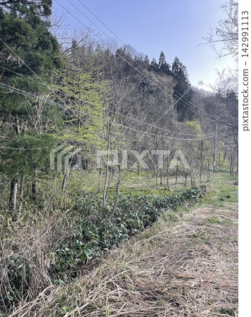 施工開始前森林和山坡的現狀 142991113