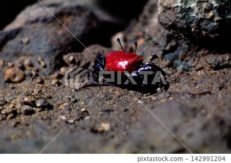 Red fiddler crab (female), found in mangroves. Red fiddler crab (female), found in mangroves. 142991204