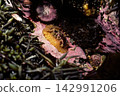 Three-spotted sea slug (Hypselodoris orientalis) - a marine creature found at low tide. 142991206