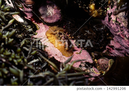 三斑海蛞蝓（Hypselodoris orientalis）－一種在低潮時發現的海洋生物。 142991206