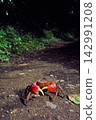Forest crab 142991208