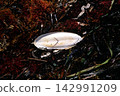 Cuttlefish bone, washed ashore; a cuttlefish bone that has washed ashore. 142991209