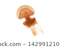 Octopus jellyfish on a white background 142991210