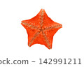 Starfish (Euphyllia glabrescens) - ventral view - white background 142991211
