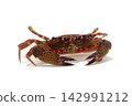 Red-spotted crab, marine life, white background 142991212