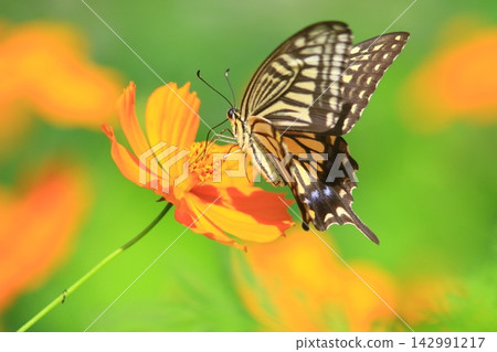 A swallowtail butterfly came to sip nectar from a yellow cosmos flower. A swallowtail butterfly came to sip nectar from a yellow cosmos flower. 142991217