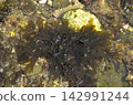 Amijigusa seaweed 142991244