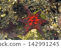 A variant of the starfish *Aster tataricus*, with six arms. 142991245