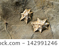 Unoashi (a type of sea creature) - at low tide 142991246