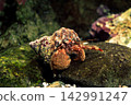 Japanese hermit crab (Crab japonica) - a marine creature 142991247